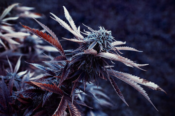 purple leaf marijuana or cannabis plant background, wallpaper or legalize