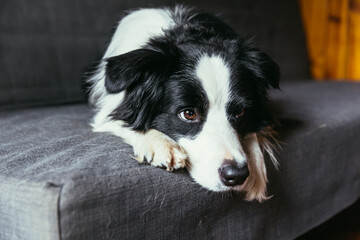 Fototapeta na wymiar Funny portrait of cute smiling puppy dog border collie on couch indoors. New lovely member of family little dog at home gazing and waiting. Pet care and animals concept.