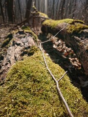 Wiosna wokol Wiednia