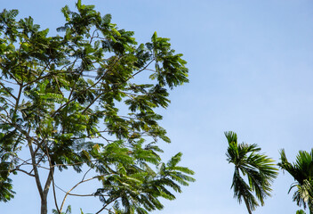 Tropical Evergreen forests on day