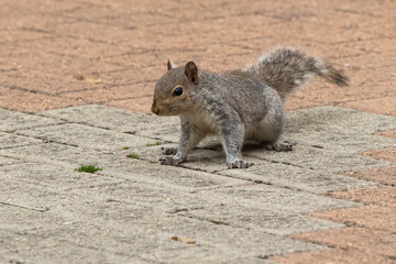 gray squirrel on the floor