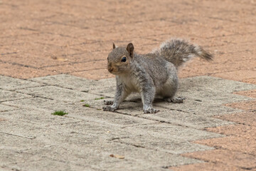squirrel on the ground