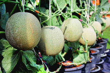 Rock melons or green cantaloupes group hanging on tree