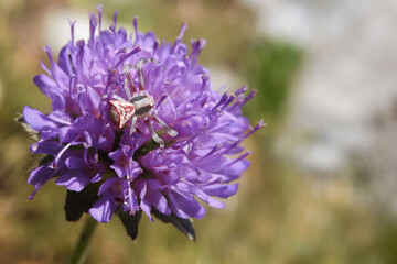 Ragno tomisida (Thomisus onustus) o ragno granchio criptico su fiore viola