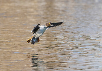 Female Common Goldeneye (Bucephala) landing in Bow River, Calgary, Carburn Park, Alberta, Canada