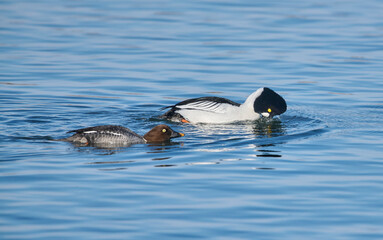 Pair of Common Goldeneye (Bucephala) swimming in Bow River, Calgary, Carburn Park, Alberta, Canada