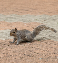 squirrel on the ground
