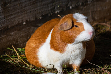 Fototapeta premium Stock photograph of guinea pigs in a hatchery