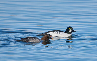 Pair of Common Goldeneye (Bucephala) swimming in Bow River, Calgary, Carburn Park, Alberta, Canada
