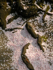根本に散った桜
