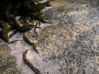 根本に散った桜
