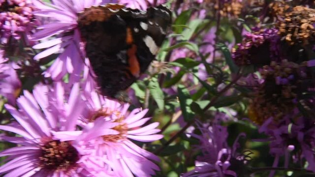 Motyl na kwiatku
