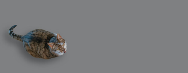 Banner with portrait of a very fat and cute domestic cat begging for food, closeup, details, with...