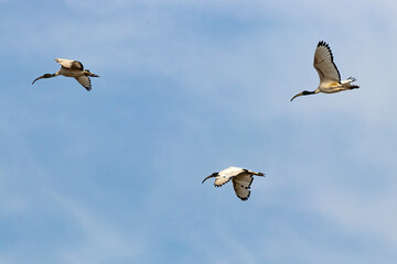 3 ibis sacri in volo