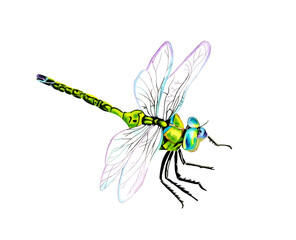 Hand drawn watercolor colorful illustration of blue and green dragonfly isolated on white background.