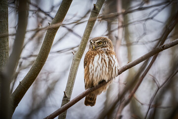 Pygmy Owl (Glaucidium passerinum) sitting on tree branch