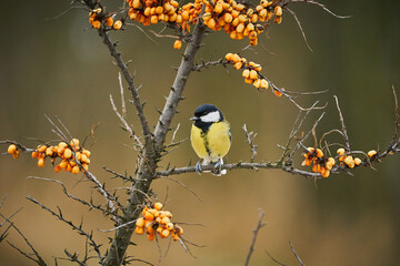 Great Tit, Parus major, black and yellow songbird