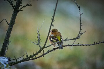 Common Chaffinch, bird on branch