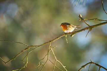 European Robin ( Erithacus rubecula) Orange songbird.