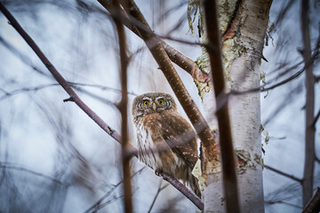 Pygmy Owl (Glaucidium passerinum) sitting on tree branch