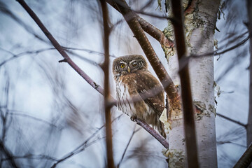 Pygmy Owl (Glaucidium passerinum) sitting on tree branch