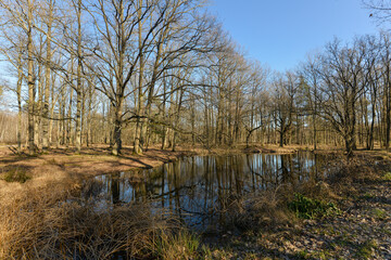 Mare, Chêne pédonculé, quercus robur, forêt domaniale de Sénart, 91, Essonne