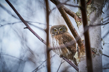 Pygmy Owl (Glaucidium passerinum) sitting on tree branch