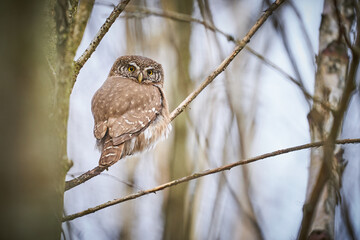 Pygmy Owl (Glaucidium passerinum) sitting on tree branch