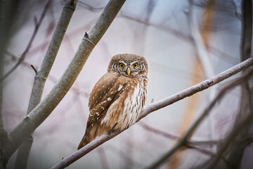 Pygmy Owl (Glaucidium passerinum) sitting on tree branch