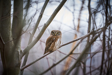 Pygmy Owl (Glaucidium passerinum) sitting on tree branch