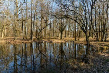 Mare, Chêne pédonculé, quercus robur, forêt domaniale de Sénart, 91, Essonne