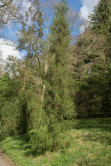 Fototapeta premium Lush Green Foliage of an Evergreen Coniferous Pencil Pine Tree (Athrotaxis cupressoides) on a Bright Sunny Winter Day in a Woodland Garden in Rural Devon, England, UK