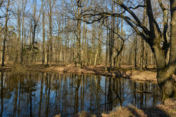 Mare, Chêne pédonculé, quercus robur, forêt domaniale de Sénart, 91, Essonne