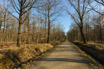 Chêne pédonculé, quercus robur, forêt domaniale de Sénart, 91, Essonne