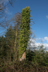 Wild Ivy (Hedera helix) Growing Up and Over a Dead Tree Trunk on a Sunny Winter Day in Woodland in Rural Devon, England, UK