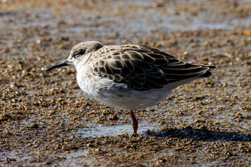 Bécasseau minute,.Calidris minuta, Little Stint