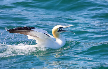 Northern gannet landing at North Sea near Bempton Cliffs, Yorkshire coast, UK. Close up photo. Selective photo