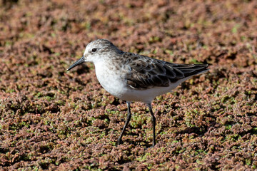 Bécasseau minute,.Calidris minuta, Little Stint