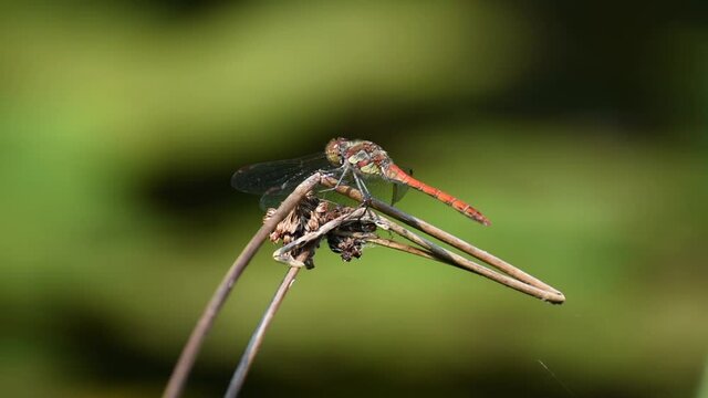 Ważka siedzi na gałązce i odlatuje