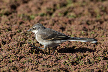 Fototapeta premium Bergeronnette du Cap,. Motacilla capensis, Cape Wagtail