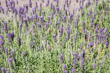 Fields of blooming lavenders