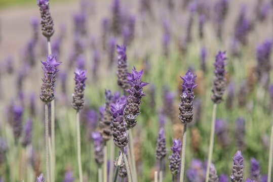 Fields of blooming lavenders © raquelm.