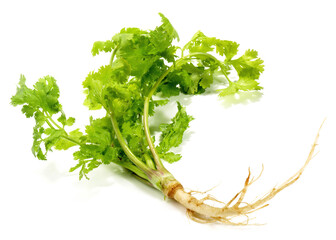 Fresh Vegetables - Single Cilantro Root with Leaves on white Background Isolated
