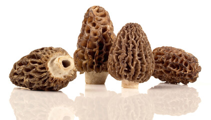 Morel Mushrooms on white Background Isolated