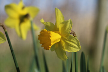 Bright yellow daffodil, Narcissus, blooming in springtime, close-up side view