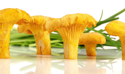 Standing Fresh Chanterelles on white Background Isolated