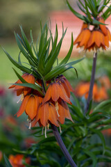 Fritillaria imperialis crown imperial flower in bloom, beautiful tall orange red flowering...