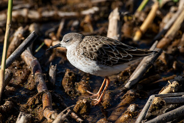 chevalier combattant, Combattant varié, Philomachus pugnax