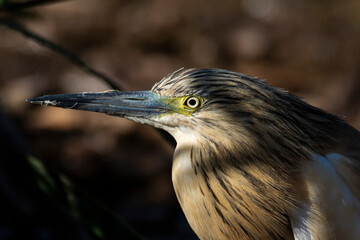 Crabier chevelu, Héron crabier, Ardeola ralloides, Squacco Heron