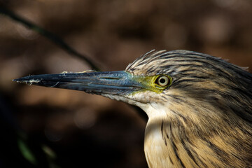 Crabier chevelu, Héron crabier, Ardeola ralloides, Squacco Heron